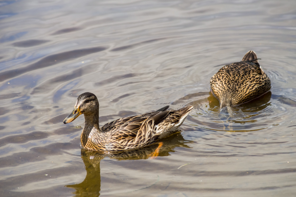 "Mallard Ducks" by Gordon England - $12.65 "Mallard Ducks" stock image