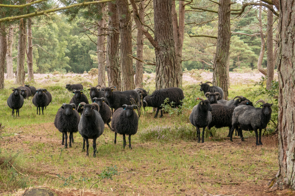 "Black sheep of all the families" stock image