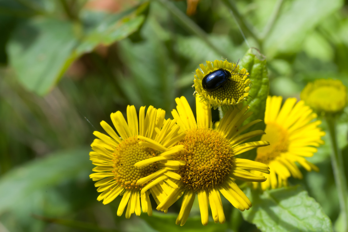 "Beetle on Fleabane Flower" stock image