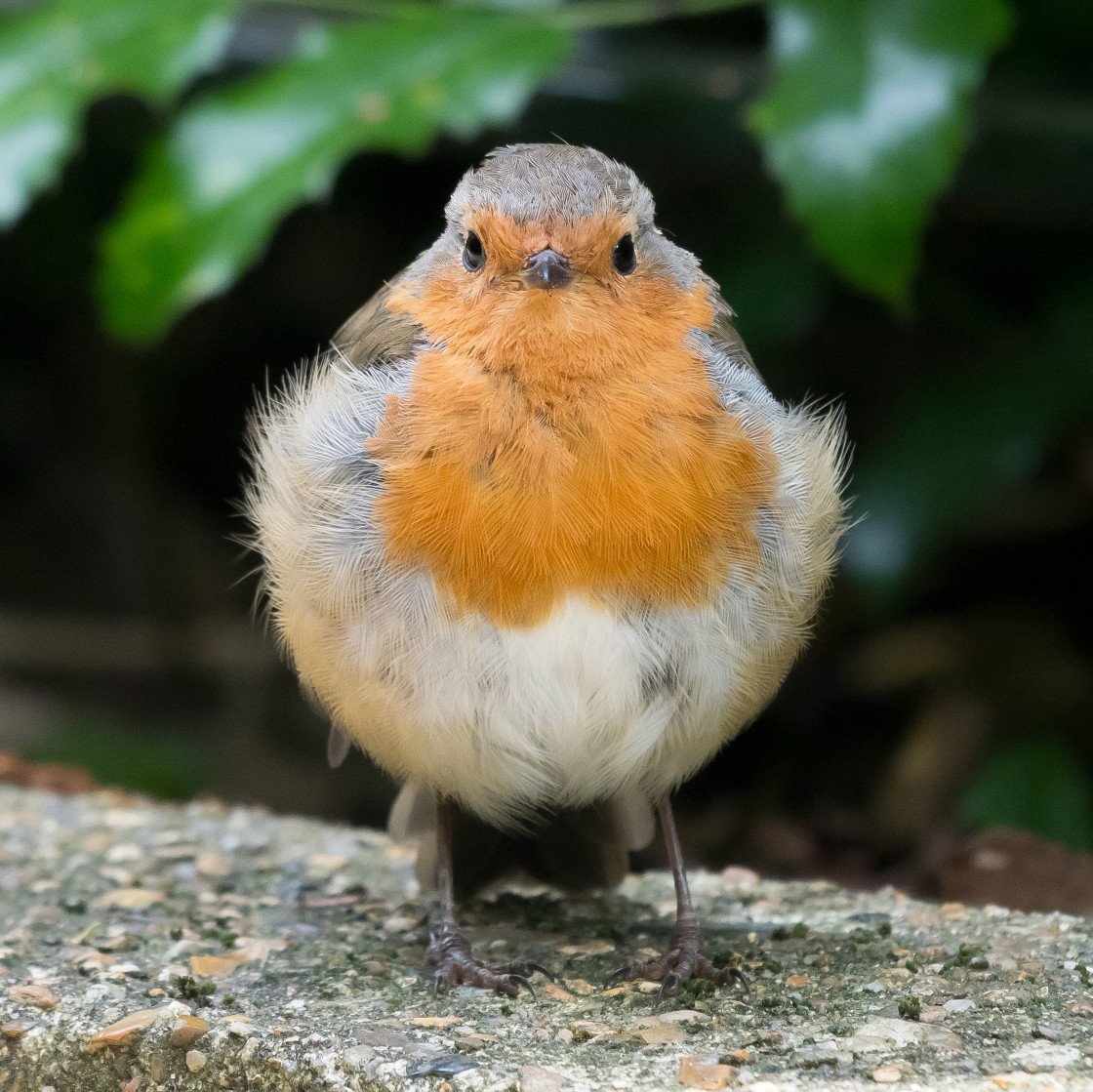 "Windswept Robin" stock image