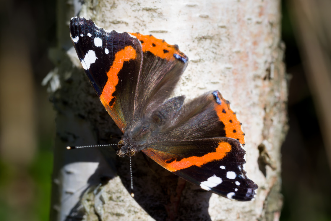 "Red Admiral Butterfly" stock image