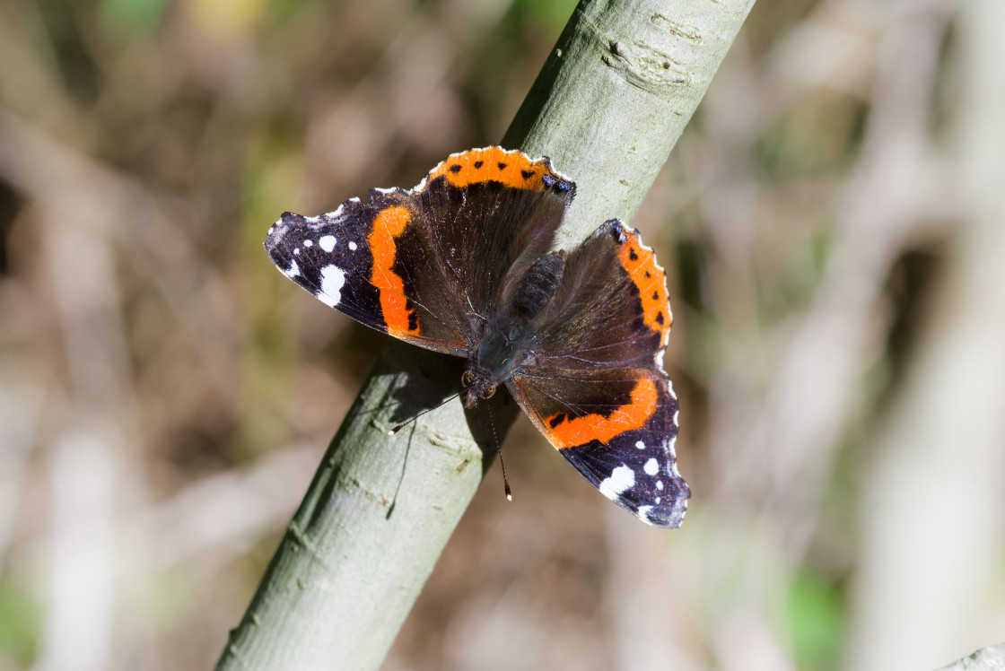 "Red Admiral Butterfly" stock image