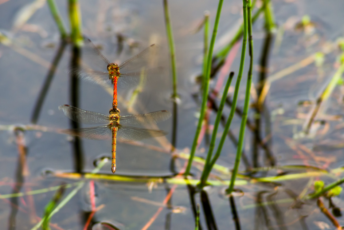 "Common Darter Dragonfly Tandem" by Gordon England - $12.65 "Common Darter Dragonfly Tandem" stock image
