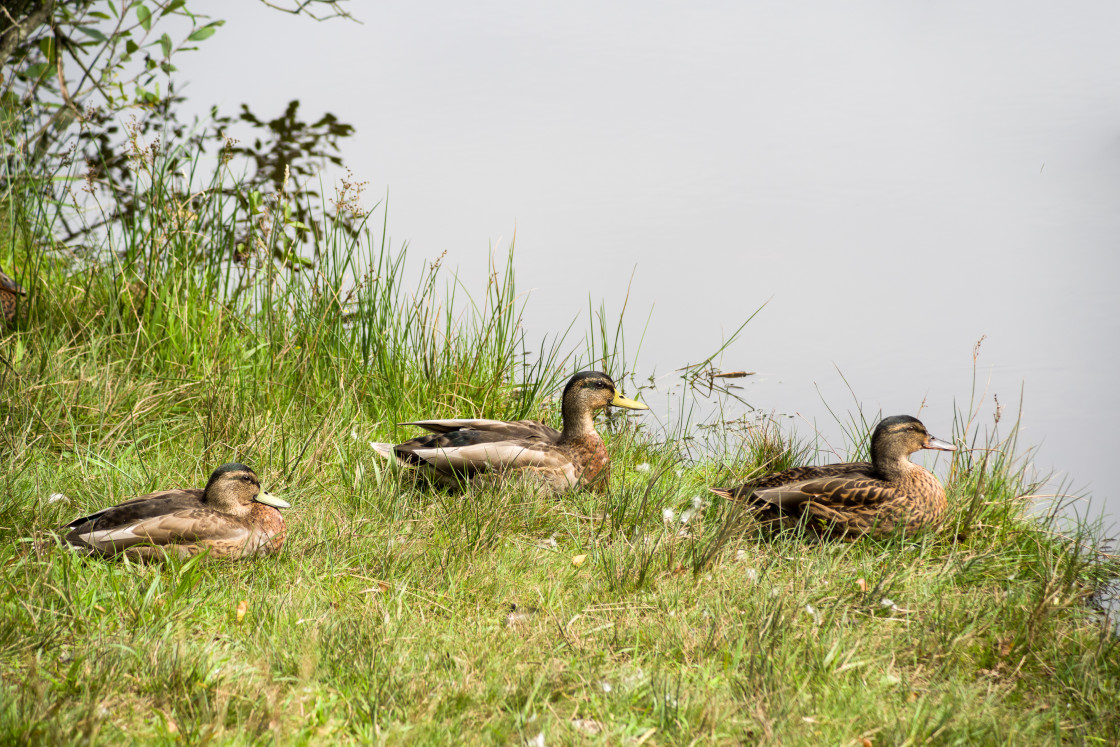 "Mallard Ducks" stock image