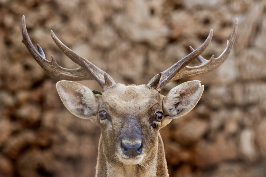 "Persian fallow deer!" stock image