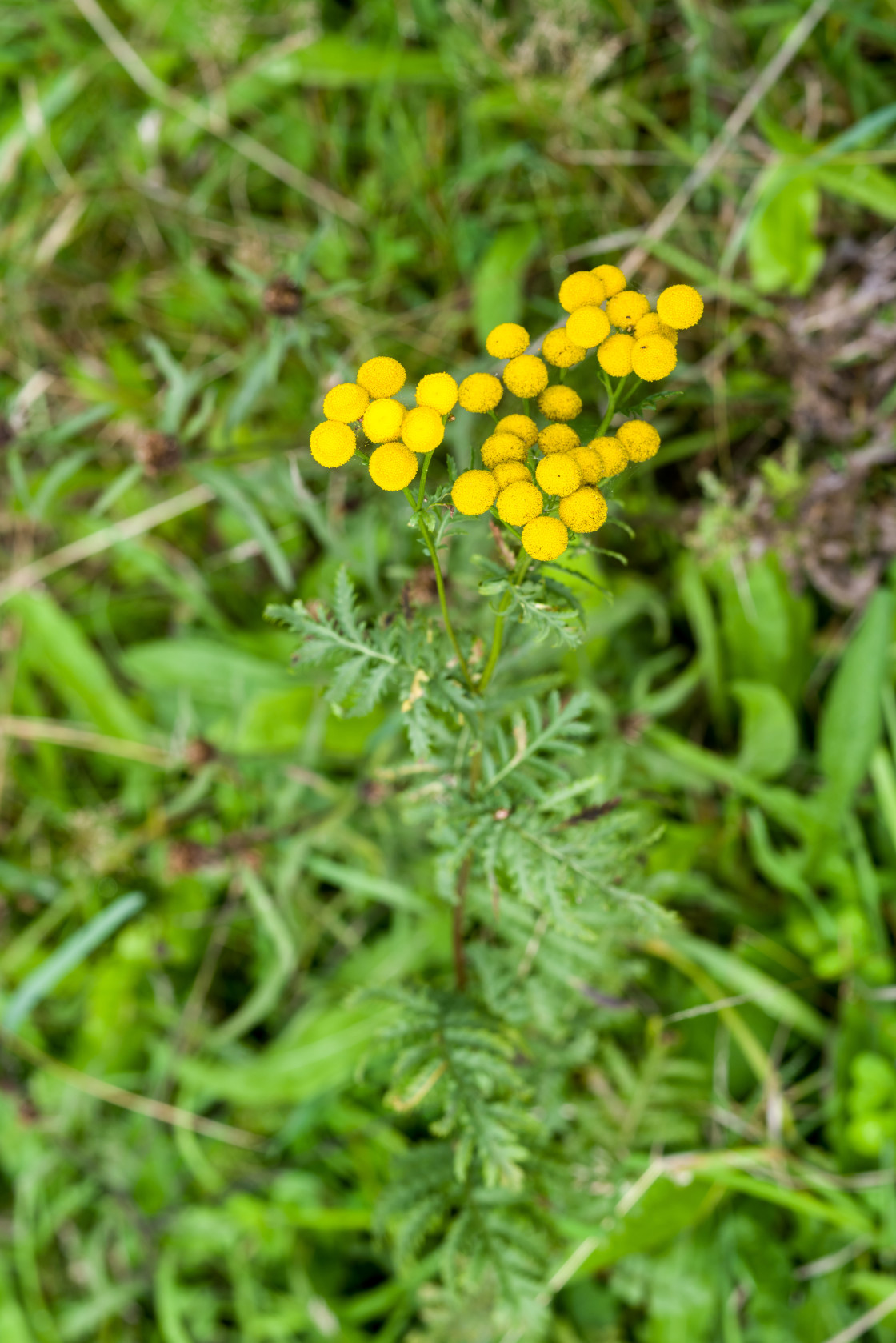 "Tansy Flowers" stock image