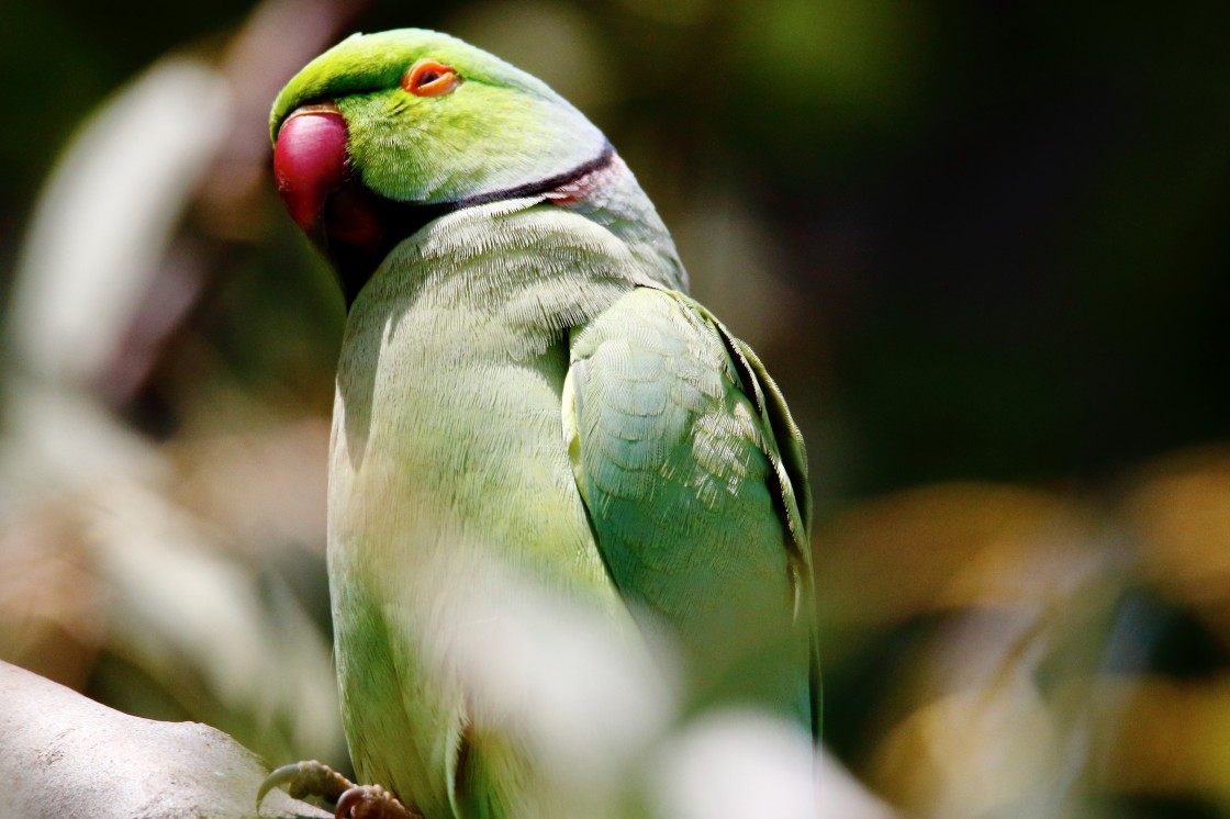 "Rose-ringed parakeet" stock image