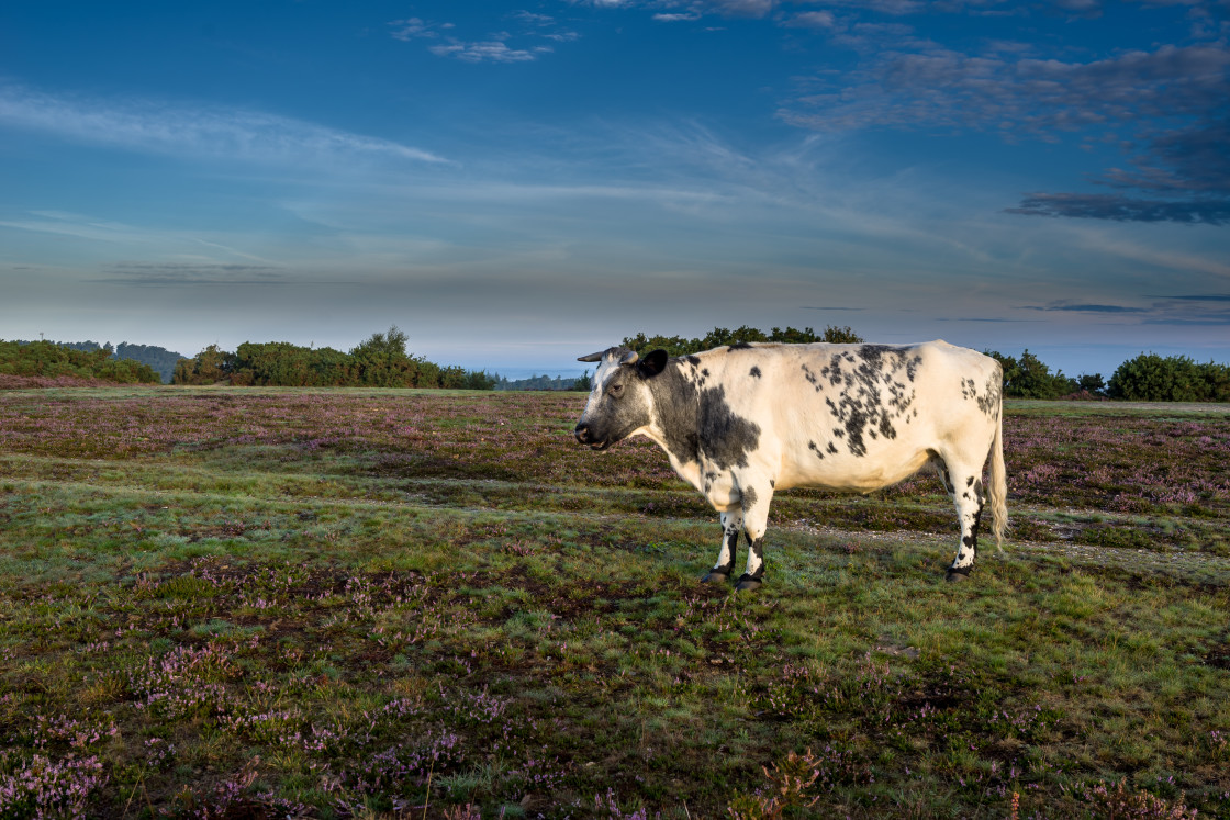 "Cow" stock image