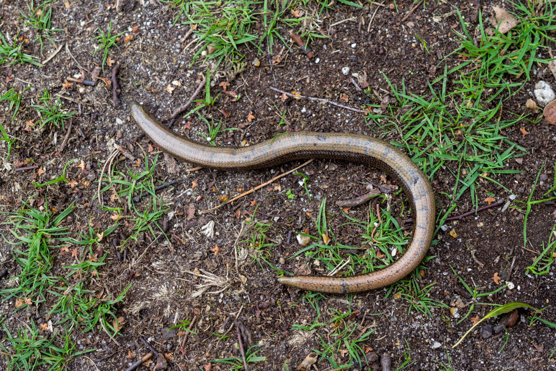 "Slow Worm" stock image