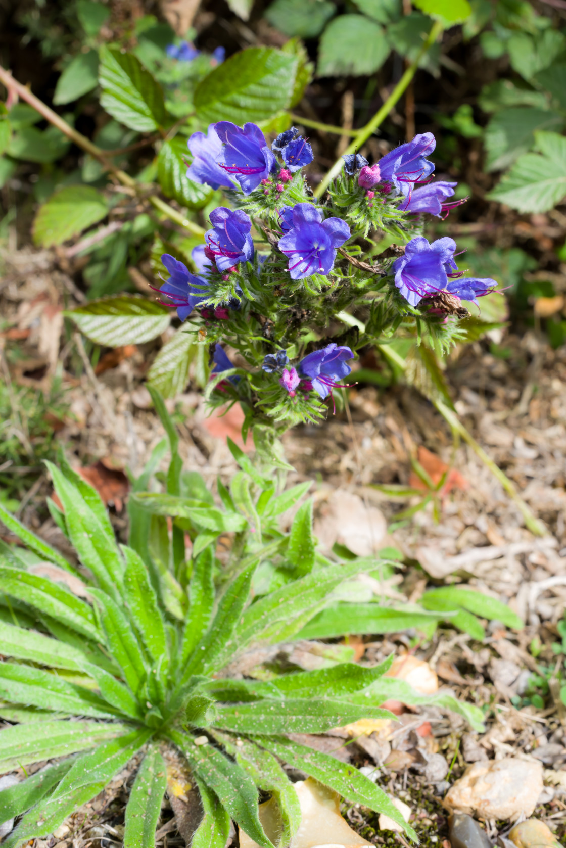 "Viper's Bugloss Flowering" stock image