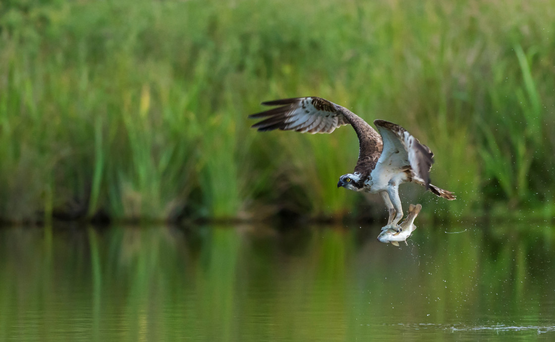 "Osprey, Aviemore" stock image