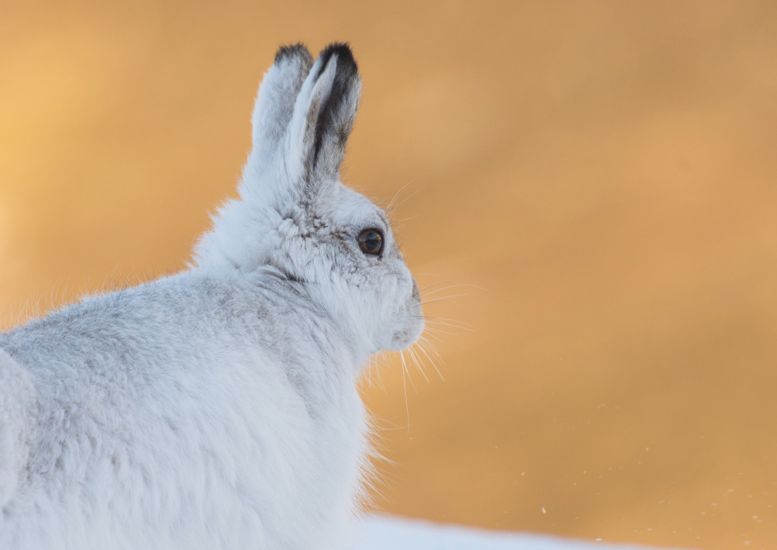 "Mountain Hare, the Highlands" stock image