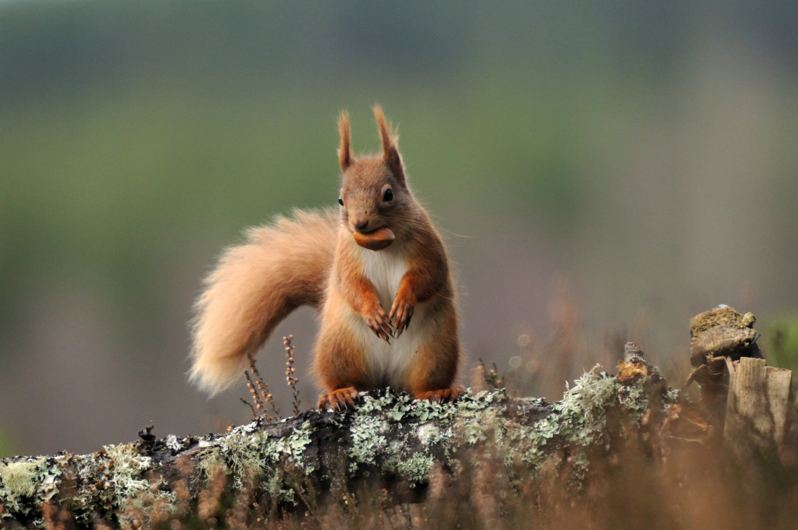 "Red Squirrel" stock image