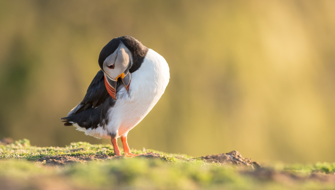 "Atlantic Puffin, Skomer Island" stock image