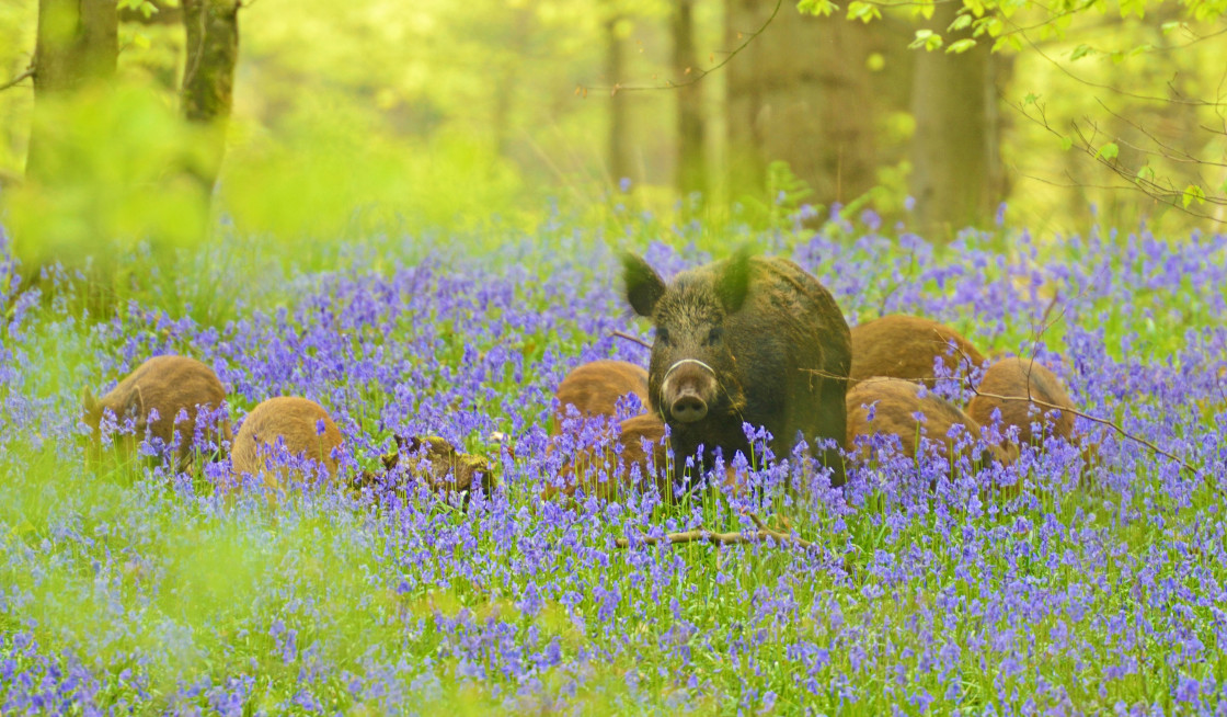 "Wild Boar amongst the Bluebells" stock image