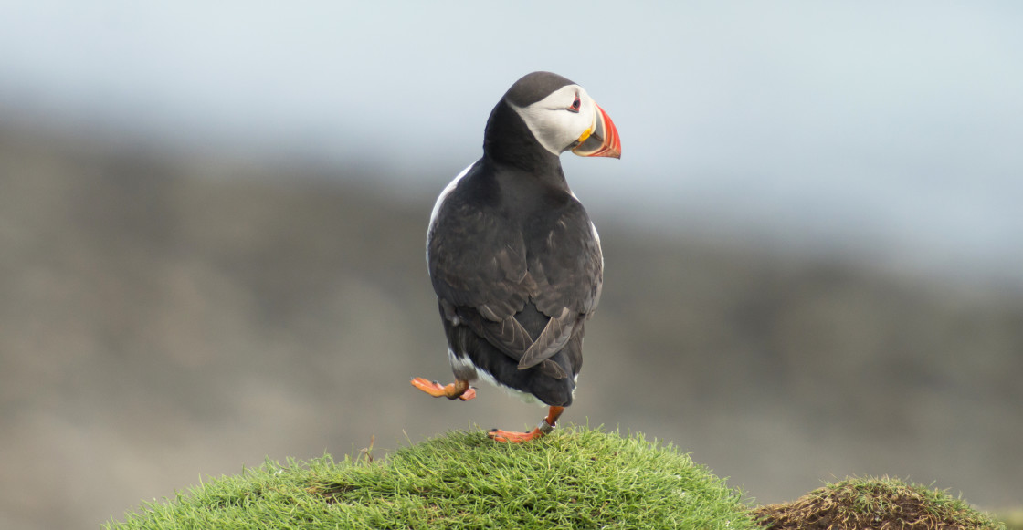 "Puffin, Lunga" stock image