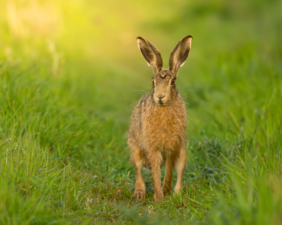 "Brown Hare, Norfolk" stock image