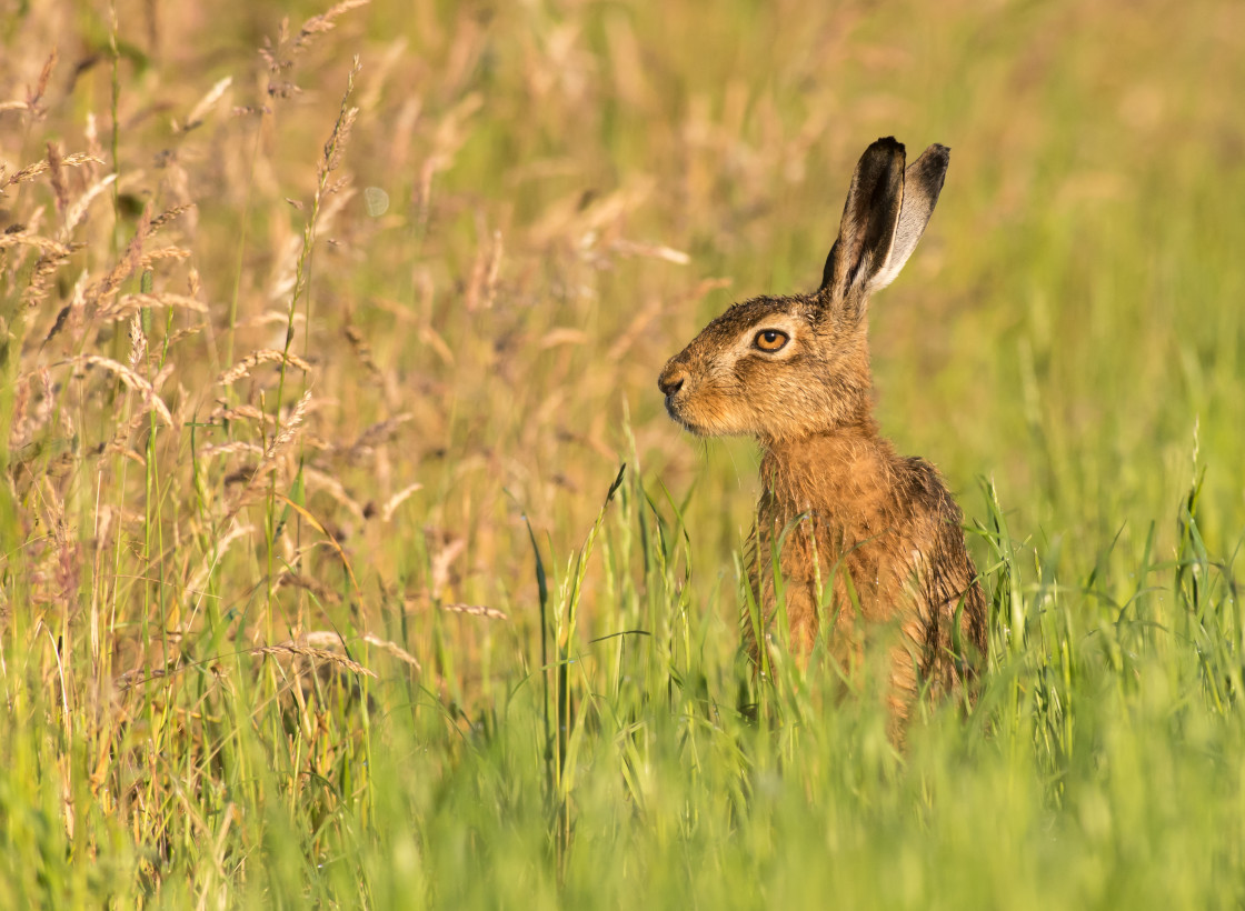 "Brown Hare, Leigh" stock image