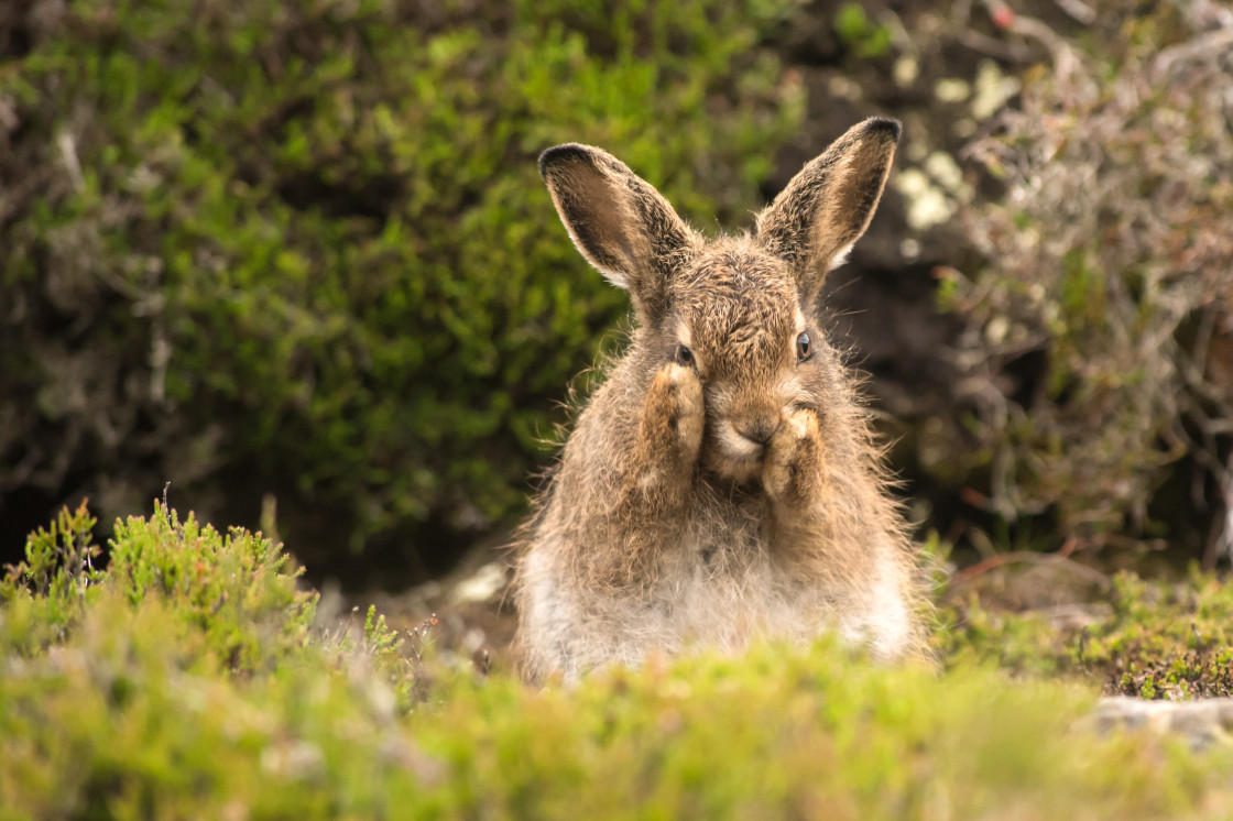 "Mountain Hare Leveret" stock image