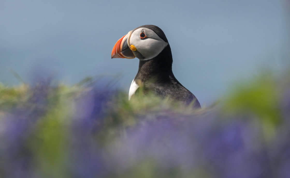 "Atlantic Puffin in Bluebells, Lunga" stock image