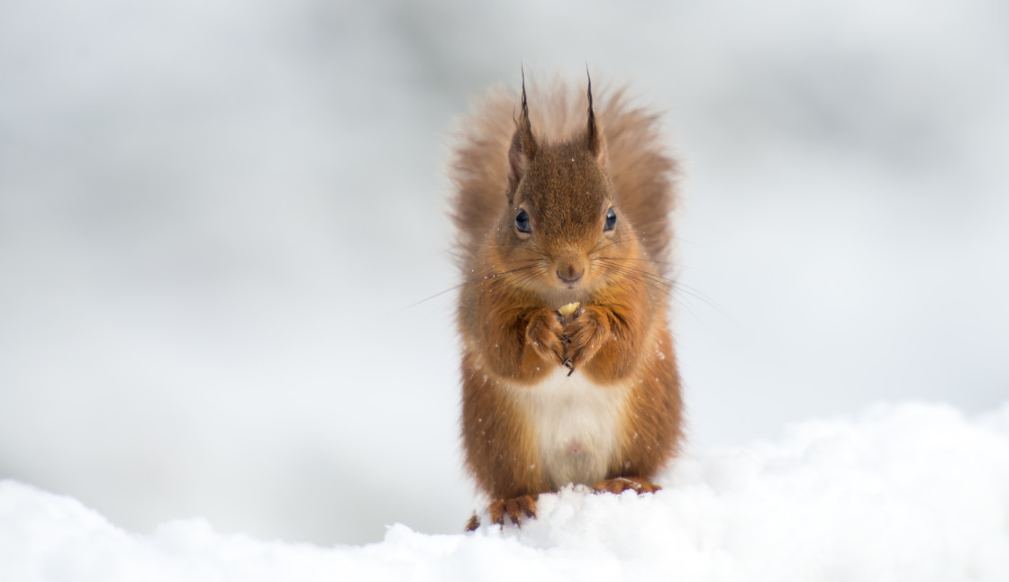 "Red Squirrel" stock image