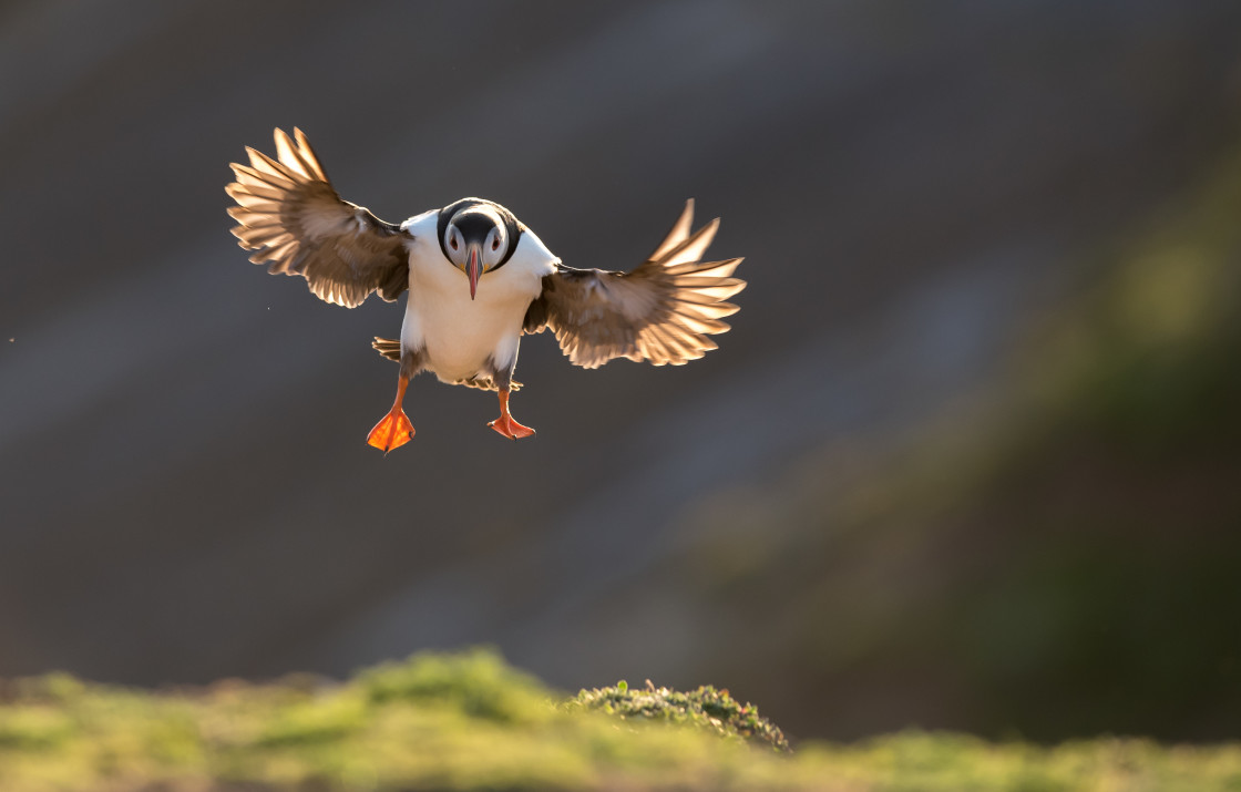 "Atlantic Puffin, Skomer Island" stock image