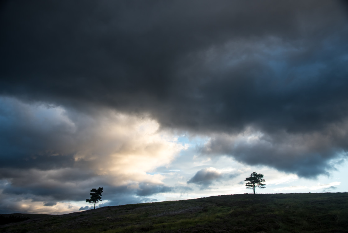 "Lone Pines, Highlands" stock image