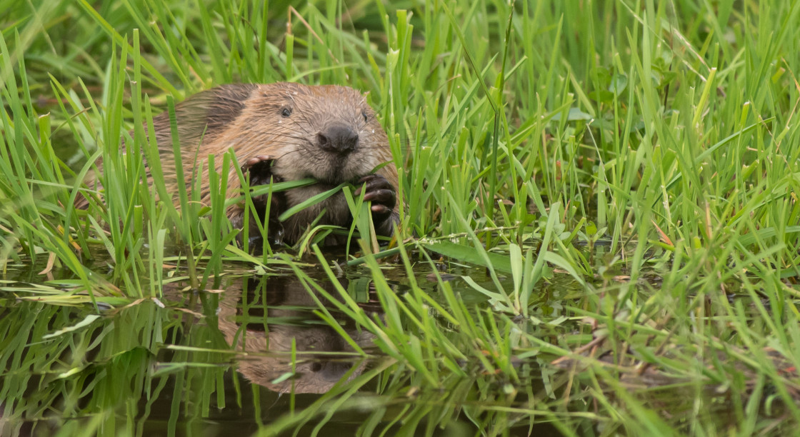 "Beaver, Perthshire" stock image