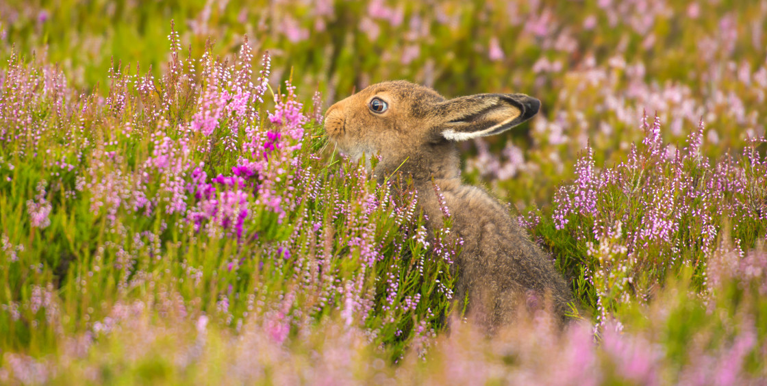 "Mountain Hare, the Highlands" stock image