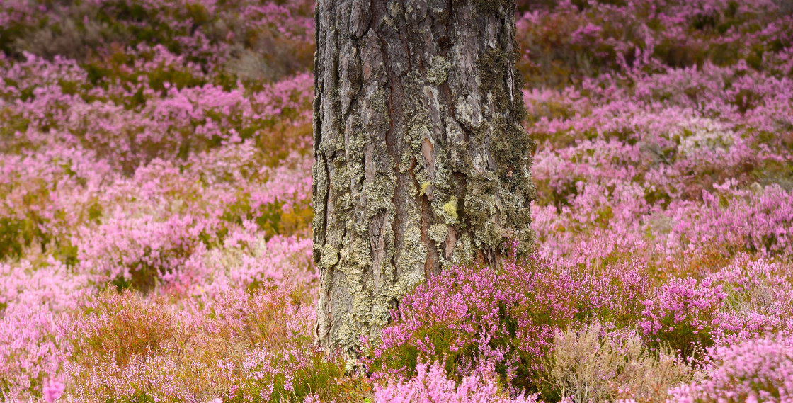 "A Heather Moorland" stock image