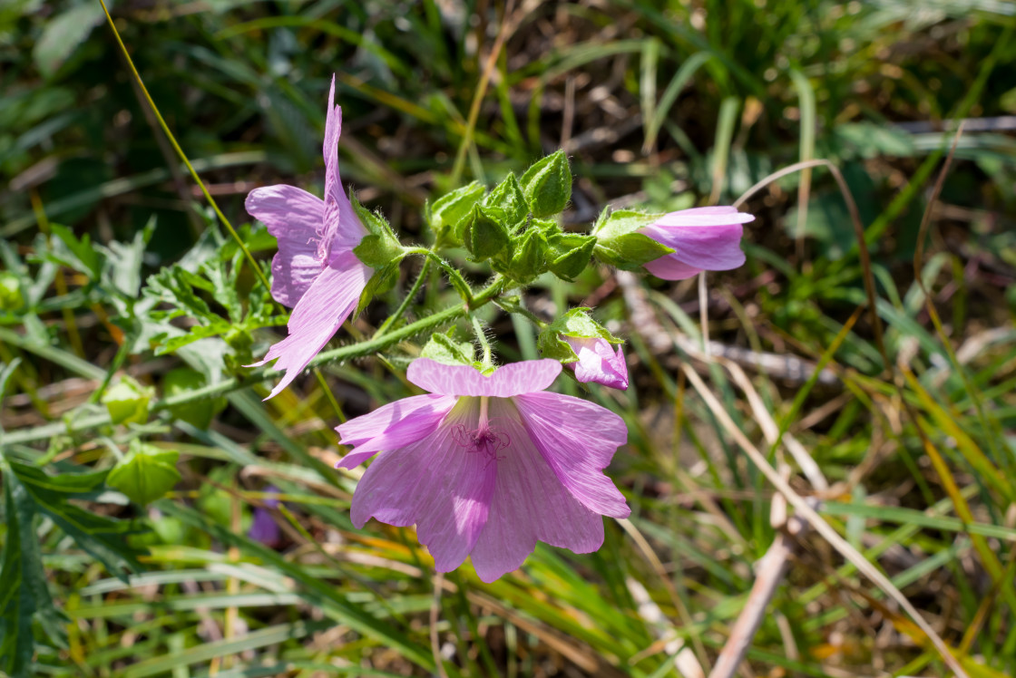 "Musk Mallow Flowers" by Gordon England - $12.24 "Musk Mallow Flowers" stock image