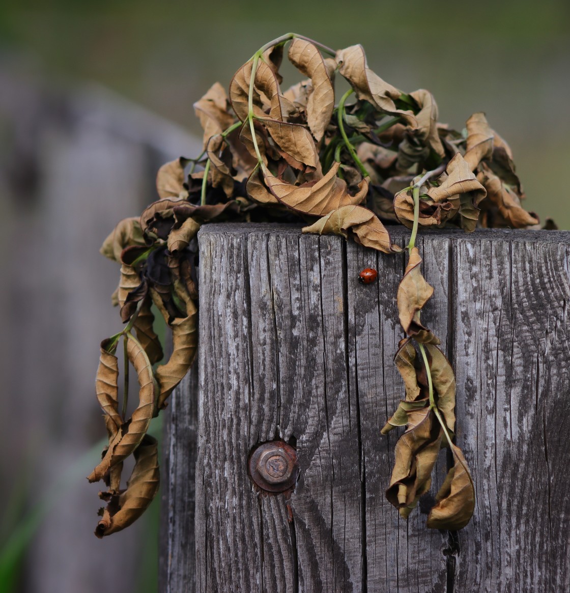 "On the fence" stock image