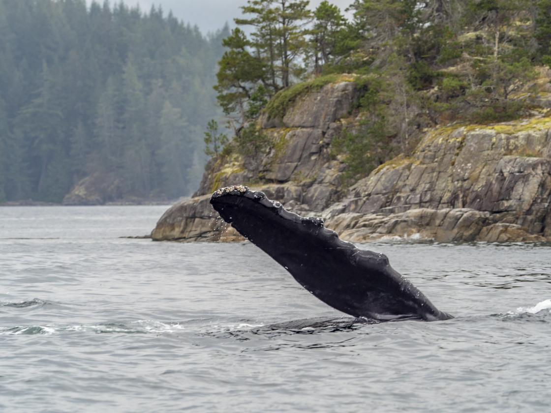 "Whale Fin" stock image