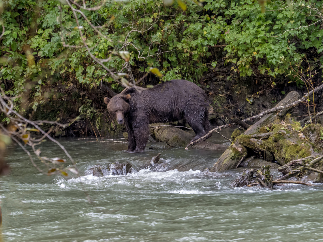 "Grizzly Bear" stock image