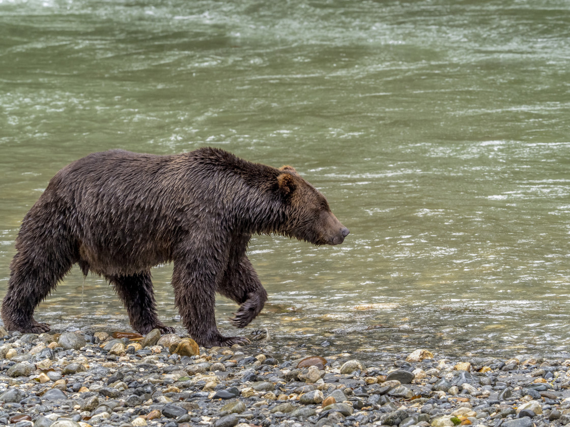 "Grizzly Bear" by Beth Rand Photography - $7.36 "Grizzly Bear" stock image