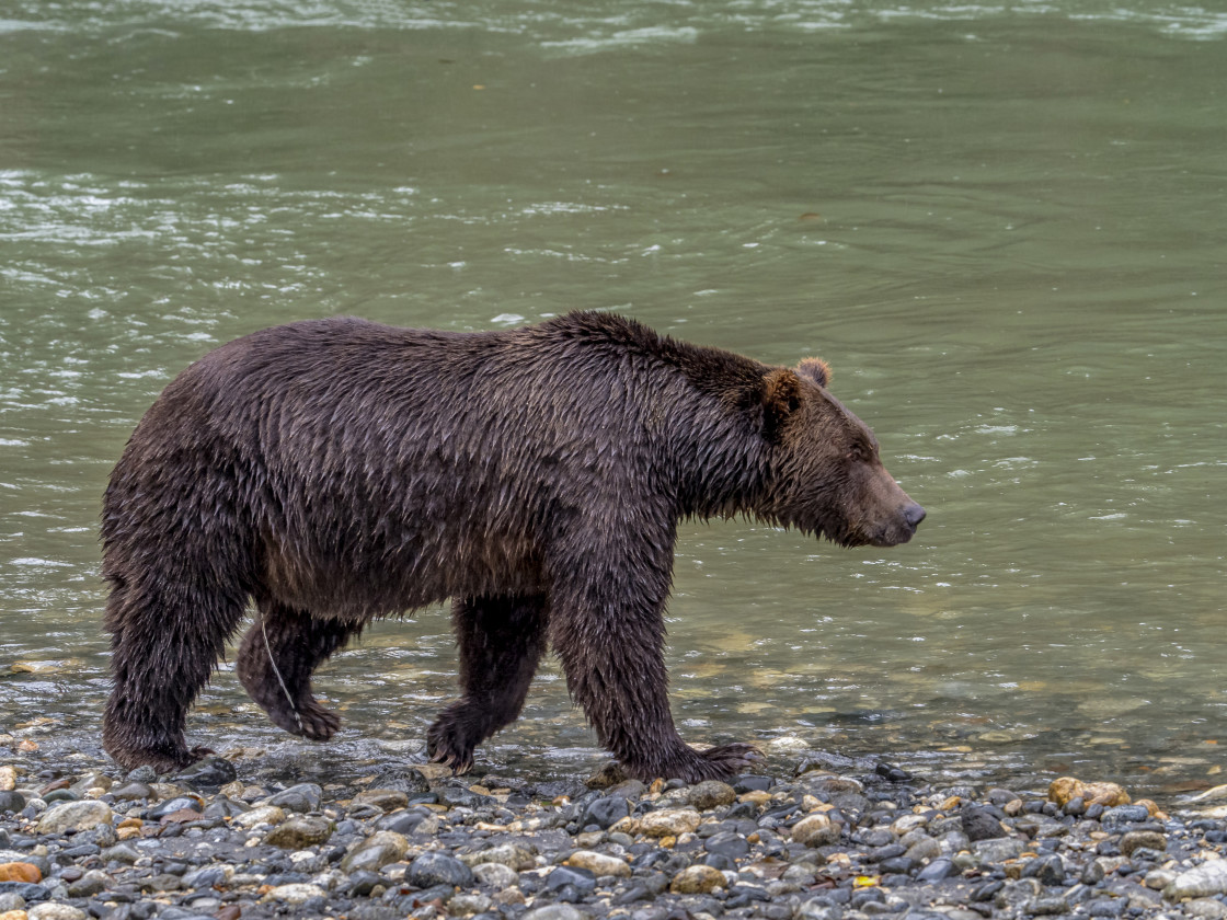 "Grizzly Bear" stock image