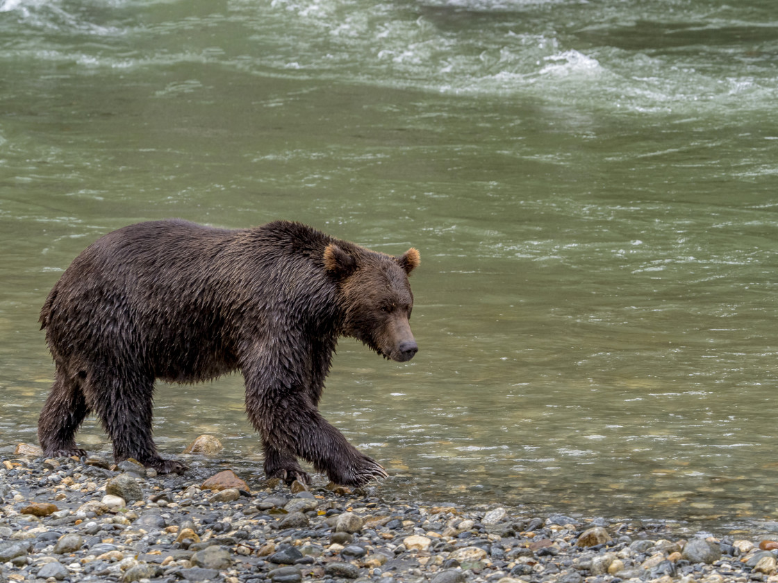 "Grizzly Bear" by Beth Rand Photography - $7.53 "Grizzly Bear" stock image