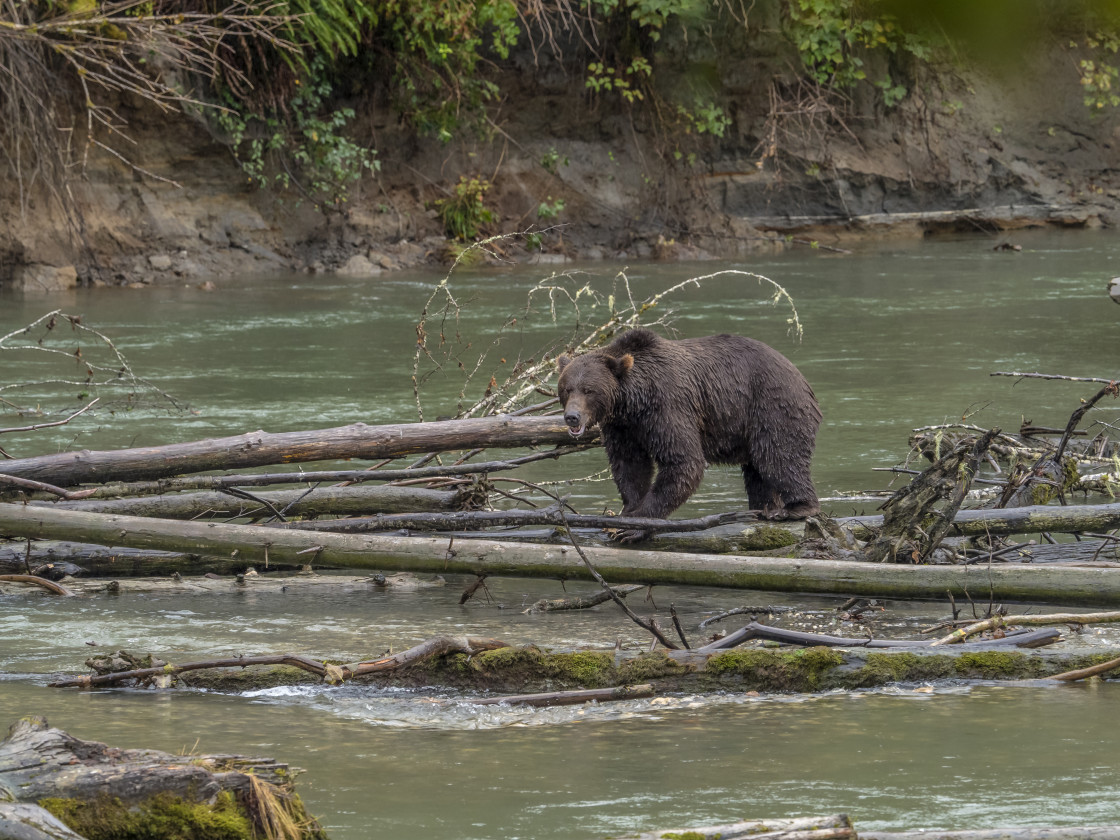 "Grizzly Bear" stock image