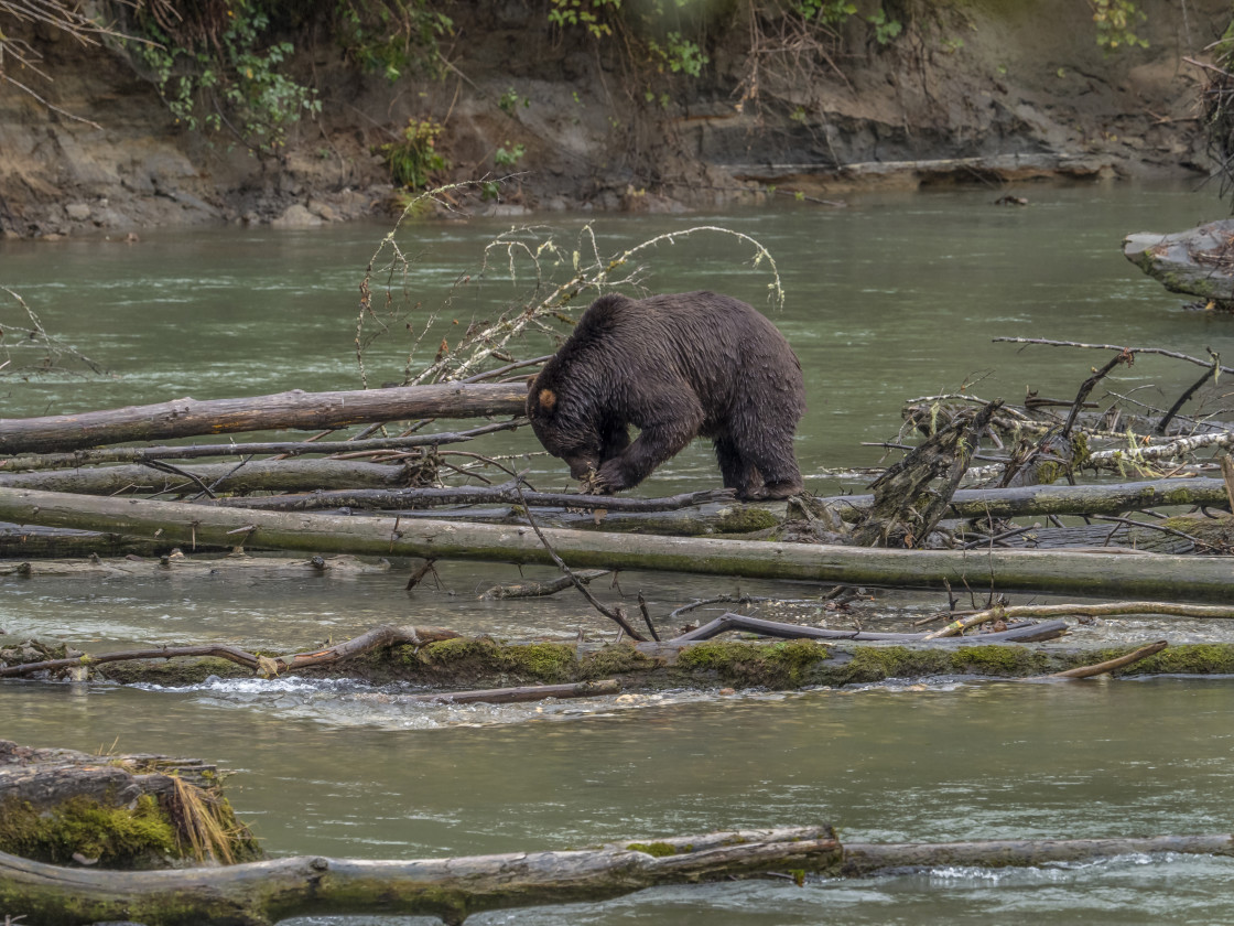 "Grizzly Bear" stock image