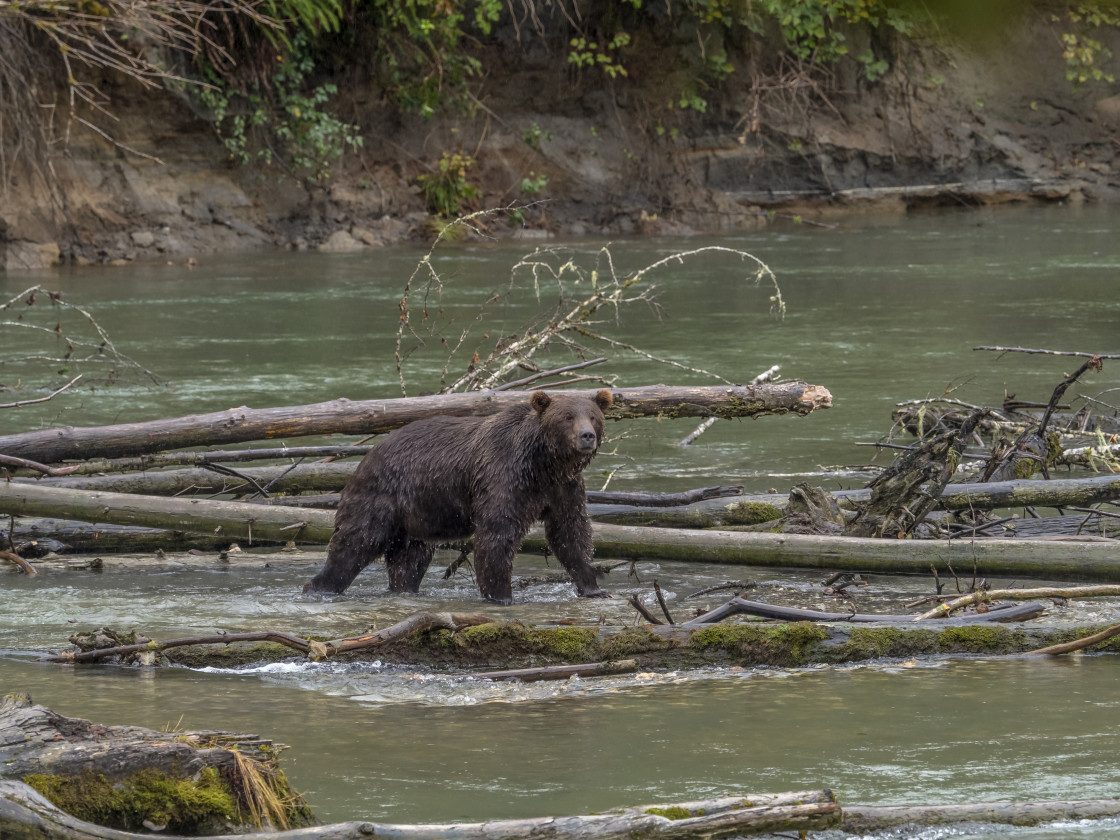 "Grizzly Bear" stock image