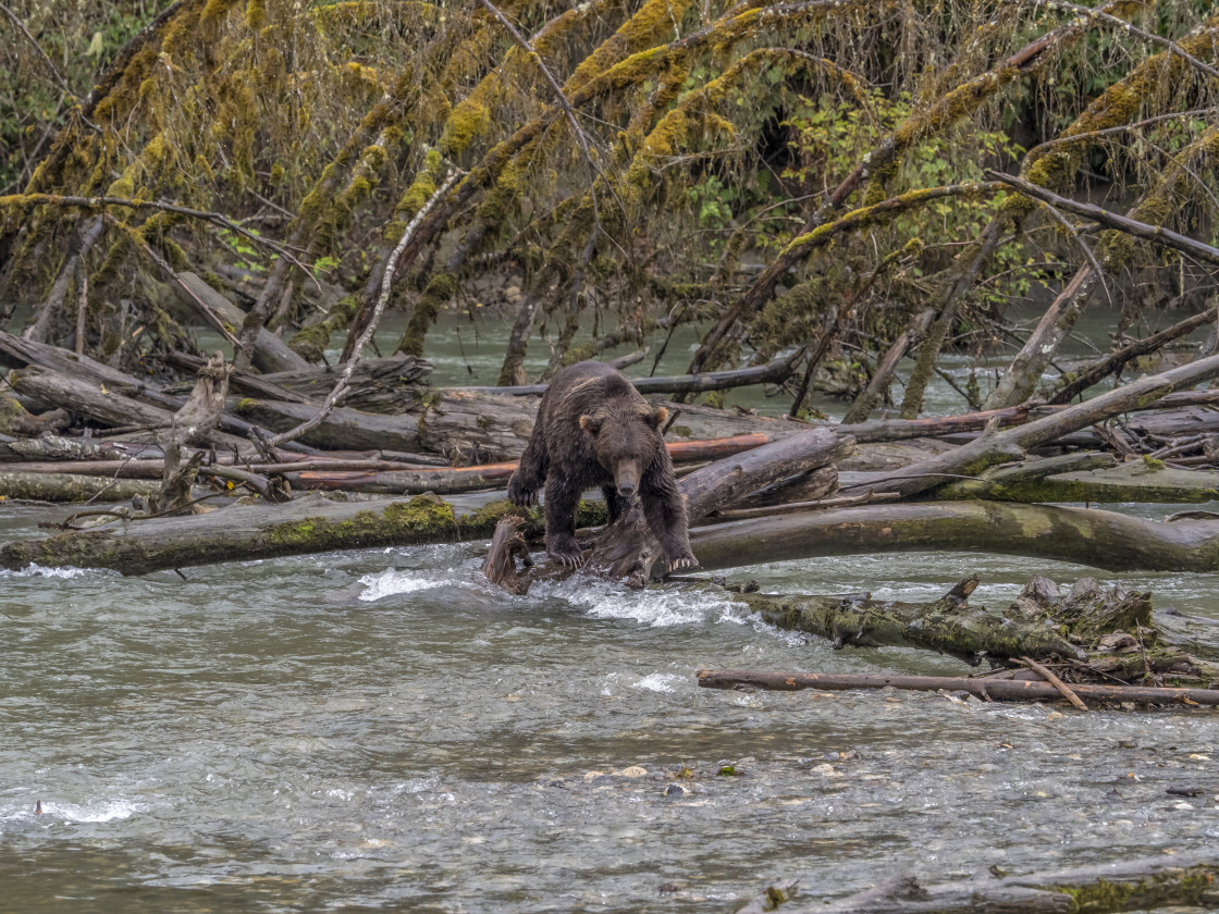 "Grizzly Bear" stock image