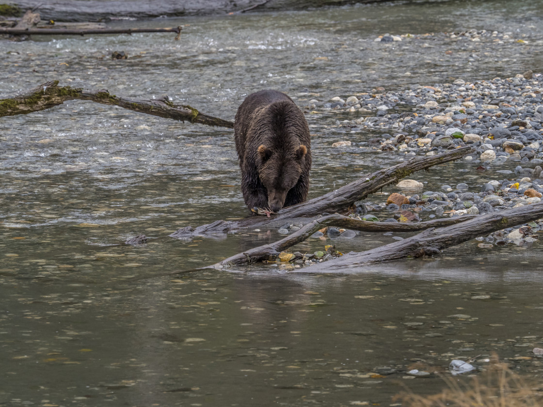 "Grizzly Bear" stock image