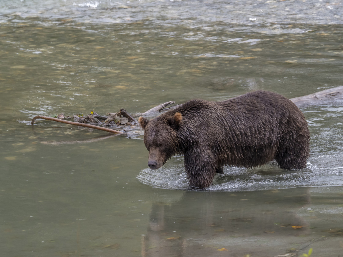 "Grizzly Bear" by Beth Rand Photography - $7.53 "Grizzly Bear" stock image