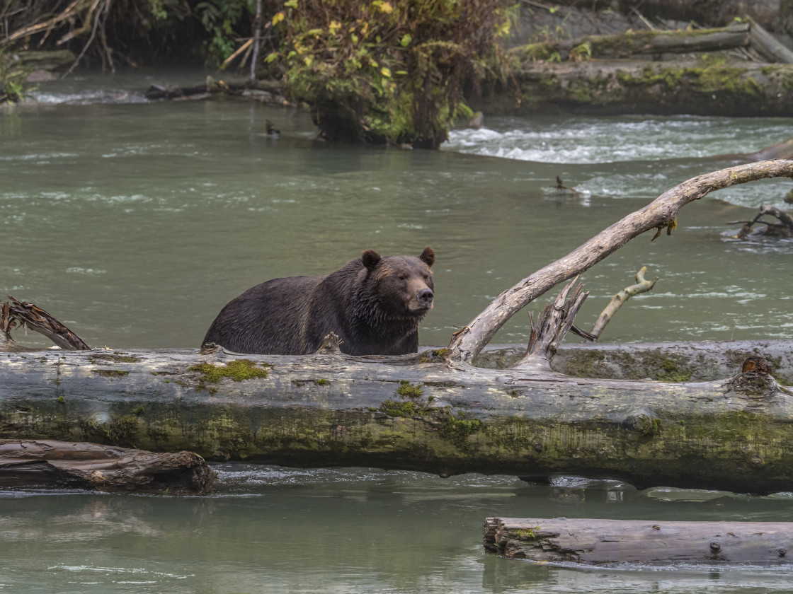 "Grizzly Bear" by Beth Rand Photography - $7.53 "Grizzly Bear" stock image