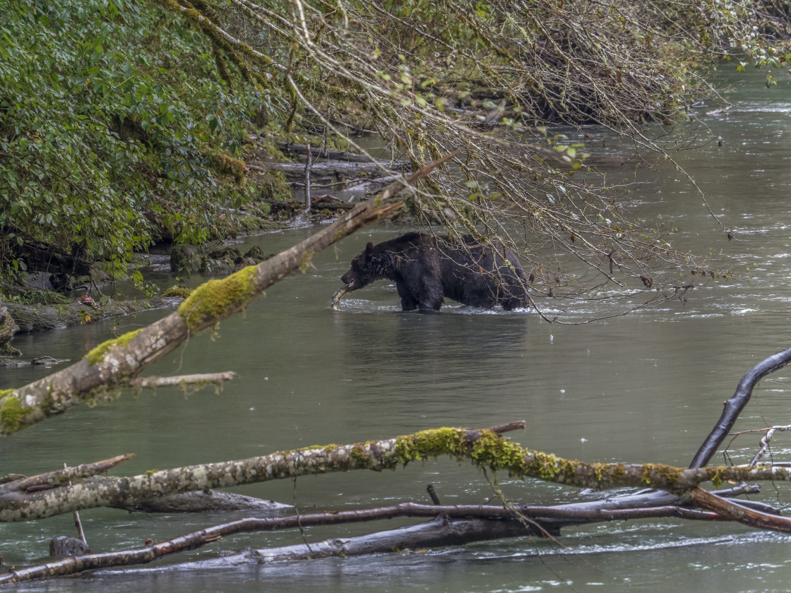 "Grizzly Bear" by Beth Rand Photography - $7.53 "Grizzly Bear" stock image