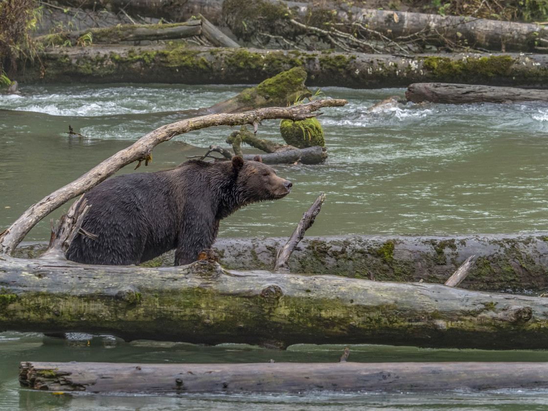 "Grizzly Bear" by Beth Rand Photography - $7.53 "Grizzly Bear" stock image