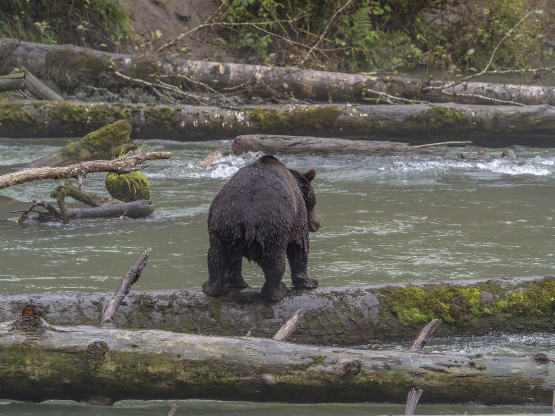 "Grizzly Bear" by Beth Rand Photography - $7.63 "Grizzly Bear" stock image