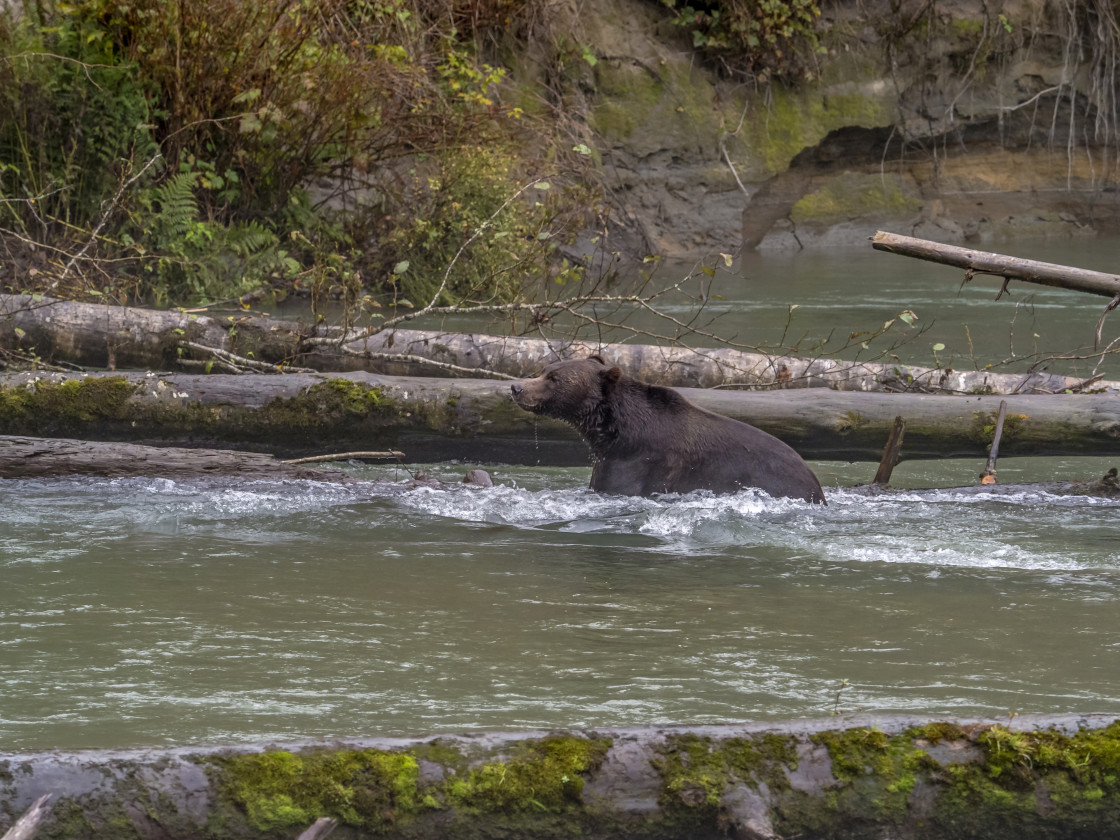 "Grizzly Bear" by Beth Rand Photography - $7.53 "Grizzly Bear" stock image