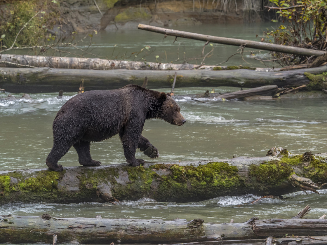 "Grizzly Bear" by Beth Rand Photography - $7.53 "Grizzly Bear" stock image