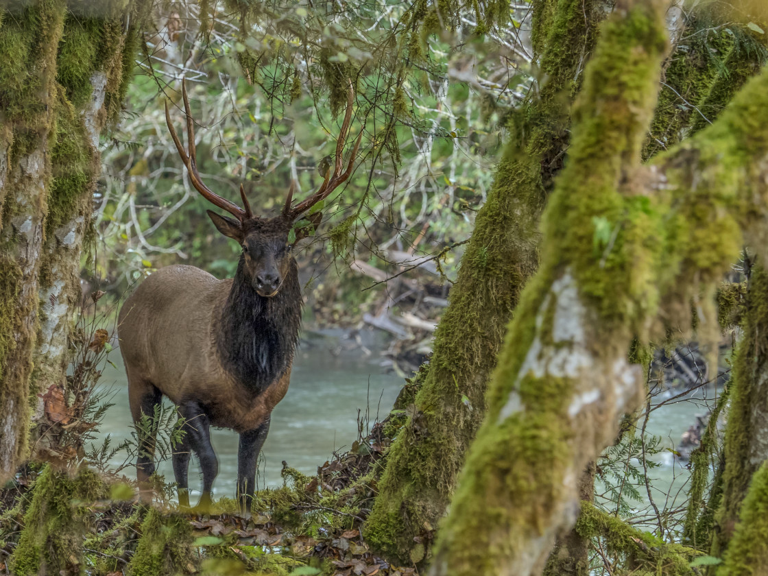 "Elk" stock image